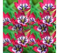 100 Pièces Graines de Tulipe, Graine de Fleurs Tulipes Vivaces, Graines Fleurs à Semer, Semences de Tulipes pour Le Jardin et Balcon, Facile à Cultiver, Croissance Rapide, Haut Rendement (Rose-Rouge)