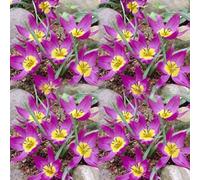 100 Pièces Graines de Tulipe, Graine de Fleurs Tulipes Vivaces, Graines Fleurs à Semer, Semences de Tulipes pour Le Jardin et Balcon, Facile à Cultiver, Croissance Rapide, Haut Rendement (Violet)