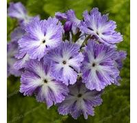 100 pièces/Sacchetto 100% Vero Fiore raro Europa Primula Acaulis Primevère per Piante di Giardino Domtiche al Coperto : 16