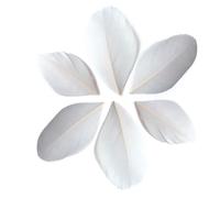 100 Plumes Coupées - Blanc 6 Cm