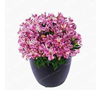 100 Pz/Borsa Semi di Alstroemeria Peruviano Giglio Alstroemeria Inca Bandit Principessa Giglio Semi di Fiori seedsa per La Casa Giardino 5:Seeds