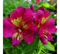 100 Seeds Alstroemeria Seeds Peruvian Lily Alstroemeria Inca Bandit Princess Lily 4#32797312637ST