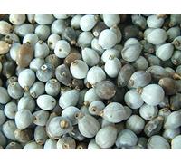 100 Semi Lacrime di Giobbe (Coix Lacryma Jobi) Semi/Perline/Gioielli/Beads:Seeds