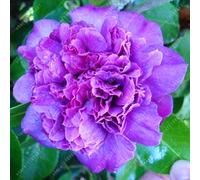 100% Semi reale Comune camelia, (Camellia japonica), semi di Fiore piante in vaso da esterno fai da te per la casa Giardino 5 pc/sacchetto 8