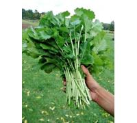 100 + sette top cime di rapa sementi biologiche non-OGM USGrown BULK CADUTA DI IMPIANTO