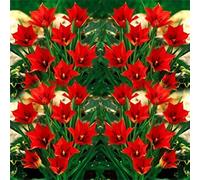 100 stück pflanzen tulpen samen nicht-gvo hoher ertrag gut angepasst schnell wachsende tulpen blumen samen für garten gewächshaus D