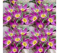 100 stück pflanzen tulpen samen nicht-gvo hoher ertrag gut angepasst schnell wachsende tulpen blumen samen für garten gewächshaus C