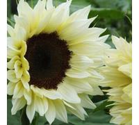 100 stück weiße sonnenblumensamen zum pflanzen hybride sonnenblumensamen setetene sonnenblumensamen zum anbau von blüten für schnittblumen außenschmetterlinggarten Blanc