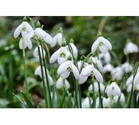 100 x Galanthus elwesii - Perce-neige - Bulbes à floraison précoce