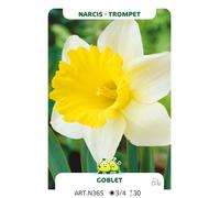 100 x Narcissus trompet 'Goblet' - Bulbe de fleurs