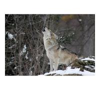 1000(50x70cm)-Piece Adult Jigsaw Puzzle, Animal World Snow Wolf Puzzle, Brain-Teasing Family Game Intellectual Challenge Toy for Teenagers and Children