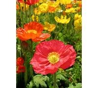1000 COULEURS MIXTES PAVOT DE CALIFORNIE (Ballerina/Mission Bells) Graines de fleurs Pavot de Californie