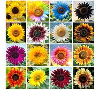 1000+ de tournesol en mélange, 15 variétés annuelles, variétés traditionnelles, sans OGM, peu d'entretien, attire les papillons et les abeilles
