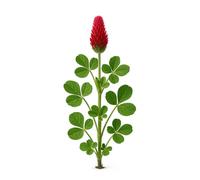 1000 graines à semer Bio - Le Grenier d'Abondance - TREFLE INCARNAT - Trifolium Incarnatum