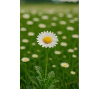 1000 graines à semer - Le Grenier d'Abondance - Pâquerette des prés simple - Bellis perennis