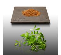 1000 Graines Aromatiques À Semer - Le Grenier D'abondance - Cresson Alénois Commun - Lepidium Sativum