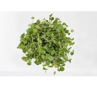 1000 Graines Bio À Semer - Le Grenier D'abondance - Cresson Alénois Commun - Certifié Ab - Lepidium Sativum
