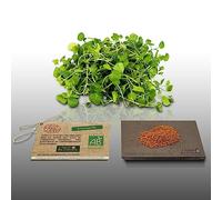 1000 Graines Bio À Semer - Le Grenier D'abondance - Cresson Alénois Commun - Certifié Ab - Lepidium Sativum