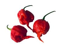 1000 Graines Carolina Reaper Chilli ***Record du Monde***
