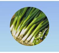 1000 Graines d' Oignon Ishikura - Pour une Récolte Abondante - ciboule japonaise - oignon vert - facile à cultiver