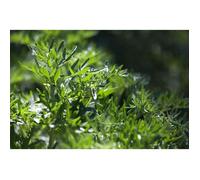 1000 Graines d'Absinthe - plante aromatique médicinale - méthode BIO
