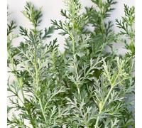 1000 Graines d'Absinthe - SemiSauvage Permaculture
