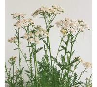 1000 Graines d'Achillée Millefeuille - fleurs médicinale aromatique - semences paysannes