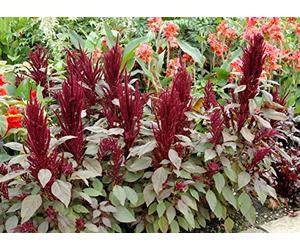 1000 Graines d'Amarante - fleurs jardins plantes - méthode BIO