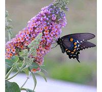 1000 Graines d'arbre aux Papillons - buddleja - arbuste jardin- semences paysannes