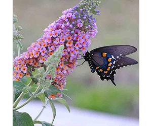1000 Graines d'arbre aux Papillons - buddleja - arbuste jardin- semences paysannes
