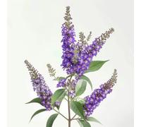 1000 Graines d'Arbre aux Papillons (Buddleja) - SemiSauvage Permaculture