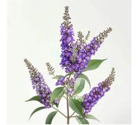 1000 Graines d'Arbre aux Papillons (Buddleja) - SemiSauvage Permaculture