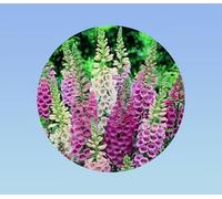 1000 graines de digitale gloxinia -digitalis gloxinia mixte - fleurs multicolore