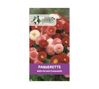 1000 graines de fleurs bellis perrennis - pâquerette - pomponette - Planète graines -