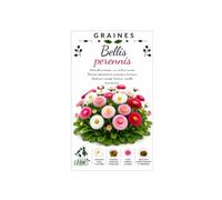 1000 graines de fleurs bellis perrennis - pâquerette - pomponette - Planète graines -