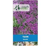 1000 Graines de fleurs rampantes thym rampant serpolet - vivace Couvre - sol fleur massif bordure