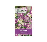 1000 Graines de Giroflée de Mahon (Malcolmia maritima) - Fleurs Parfumées Rose et Mauve - Croissance Rapide pour Bordures et Jardinières -