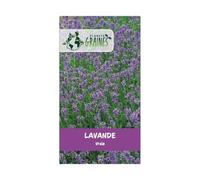 1000 Graines de lavande vraie - Lavandula - facile à cultiver