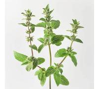 1000 Graines de Menthe Pouliot (Mentha pulegium) reproductibles non traitées