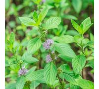 1000 Graines de Menthe Pouliot (Mentha pulegium) reproductibles non traitées