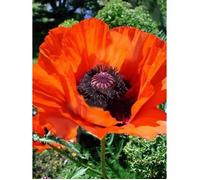 1000 Graines de Pavot d'Orient - fleurs jardins plantes - méthode BIO