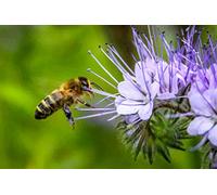 1000 Graines de Phacélie - plante engrais vert mellifère - semences paysannes reproductibles - SemiSauvage