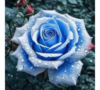1000 Graines De Roses, Roses, Graines De Fleurs, Plantes Ornementales, Très Belles,C