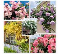 1000 Graines de Rosier Grimpant, Graines de Roses de Couleurs MéLangées, Plante Vivace Exterieur, Peuvent Fleurir en Toutes Saisons, pour Les Clôtures, Les Treillis et Les Plantations Sur Balcon(Rosi