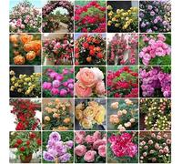 1000 graines de rosiers, graines de rosiers, rosiers grimpants, rosiers à floraison annuelle, plantes de jardin et d'intérieur