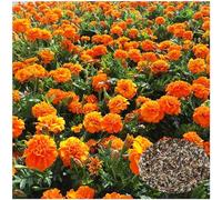 1000 Graines de Souci Mélangées - Plante Ornementale pour Jardin, Balcon & Terrasse - Facile à Semer, Haute Germination, Floraison Colorée (Graine)