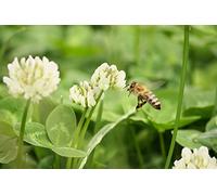 1000 Graines de Trèfle Blanc - plante très mellifère - jardin potager- semences paysannes reproductibles - SemiSauvage