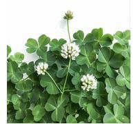 1000 Graines de Trèfle Blanc - plante très mellifère - jardin potager- semences paysannes reproductibles - SemiSauvage