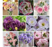 1000 graines d'Eustoma, graines d'Eustoma à grandes fleurs, graines d'Eustoma mélangées, graines d'Eustoma colorées, adaptées à la plantation en jardin et sur balcon