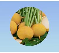 1000 graines navet boule d'or jaune - turnip